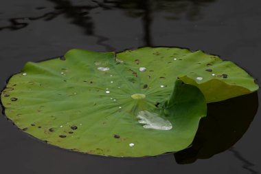 Bu güzel yeşil nilüfer yaprağı fotoğraf çekildiğinde gölette oturuyordu. Su çok sakin ve yansıtıcı, neredeyse bir ayna gibi. Tesisin üzerinde boncuklar vardı..  