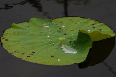 Bu güzel yeşil nilüfer yaprağı fotoğraf çekildiğinde gölette oturuyordu. Su çok sakin ve yansıtıcı, neredeyse bir ayna gibi. Tesisin üzerinde boncuklar vardı..  