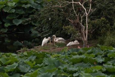Bu pelikan kuşları bir göletin yanındaki kıyıda dinleniyorlardı. Günlük balıkçılıklarından dinleniyorlar. Büyük beyaz kuşların balık yakalamak için büyük turuncu gagaları vardır..