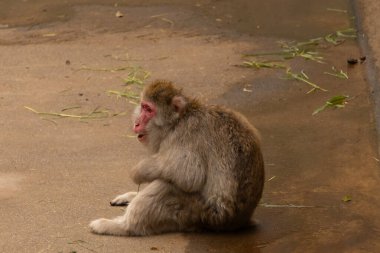 Bu küçük sevimli Japon Macaque küçük bir çocuk gibi oturuyor. Onun yüzü neredeyse bir gülümsemesi var gibi görünüyor. Kahverengi tüylü vücut uyum sağlamasına yardımcı oluyor. Yüzü tipik bir primat gibi çıplak..