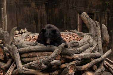 Bu büyük siyah ayı fotoğraf çekildiğinde burada yatıyor. Hayvan gün boyunca yorgundu ve dinleniyordu. Bir ağacın dalları onun etrafında görülebilir..