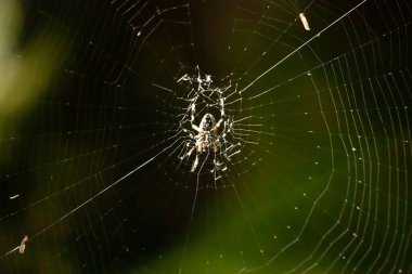 Bu güzel benekli küre dokumacı fotoğraf çekildiğinde ağın ortasında oturuyordu. Bu örümceğin siyah ve sarı renkleri ışıldayan çizgilerden sarkan.