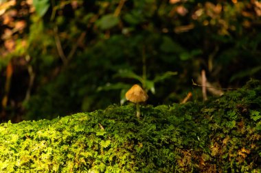 Bu güzel sarı mantar resimde parlıyor gibi görünüyor. Bu mantarın güzel sarı rengi göze çarpıyor. Yeşil yosun ve yapraklar güneşin altında oturur ve onları aydınlatır..