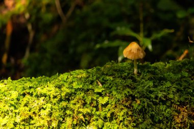Turuncu-kahverengi şapkalı yalnız, küçük bir mantar yeşil yosunlardan oluşan canlı bir yatakta dimdik ayakta duruyor. Sığ alan derinliği arkaplanı bulanıklaştırıyor. Yumuşak bir yeşillik ve turuncu ipuçları. Büyüleyici, gizemli bir orman tabanı manzarası yaratıyor..