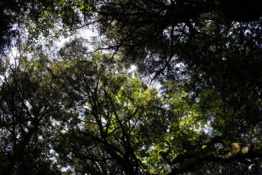 Yoğun bir ağaç gölgesinden yukarıya bakan, yaprakların ve dalların arasından süzülen güneş ışığıyla dramatik bir alçak açı. Zengin yeşil yapraklar, parlak gökyüzüne karşı büyüleyici bir desen oluşturarak sakinlik ve doğa harikası hissi uyandırıyor..