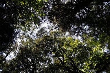 Yoğun bir ağaç gölgesinden yukarıya bakan, yaprakların ve dalların arasından süzülen güneş ışığıyla dramatik bir alçak açı. Zengin yeşil yapraklar, parlak gökyüzüne karşı büyüleyici bir desen oluşturarak sakinlik ve doğa harikası hissi uyandırıyor..