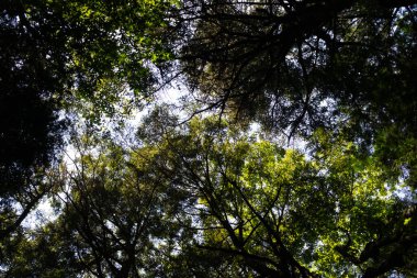 Yoğun bir ağaç gölgesinden yukarıya bakan, yaprakların ve dalların arasından süzülen güneş ışığıyla dramatik bir alçak açı. Zengin yeşil yapraklar, parlak gökyüzüne karşı büyüleyici bir desen oluşturarak sakinlik ve doğa harikası hissi uyandırıyor..