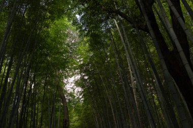 Bu, Kyoto Japonya 'daki bambu ormanının bir parçasıdır. Büyük bitkiler direkler gibi dimdik yükseliyor. Tepedeki yeşil yapraklar güneş ışığını örtüyor..