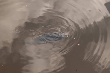 Bu güzel sazan resim çekildiği sırada suda görüldü. Dalgalar dışa doğru akıyor. Kahverengi su, balığın siyah bedeninin öne çıkmasına yardımcı olur. Hafif bir yansıma görülebilir..