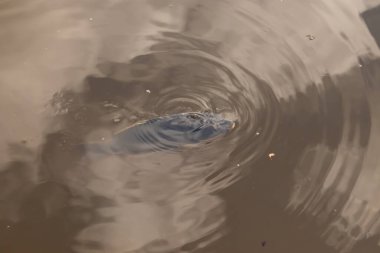 Bu güzel sazan resim çekildiği sırada suda görüldü. Dalgalar dışa doğru akıyor. Kahverengi su, balığın siyah bedeninin öne çıkmasına yardımcı olur. Hafif bir yansıma görülebilir..