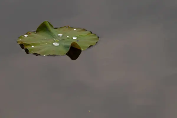 Bu güzel yeşil nilüfer yaprağı fotoğraf çekildiğinde gölette oturuyordu. Su çok sakin ve yansıtıcı, neredeyse bir ayna gibi. Tesisin üzerinde boncuklar vardı..  