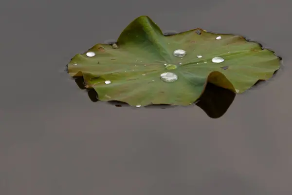 Bu güzel yeşil nilüfer yaprağı fotoğraf çekildiğinde gölette oturuyordu. Su çok sakin ve yansıtıcı, neredeyse bir ayna gibi. Tesisin üzerinde boncuklar vardı..  