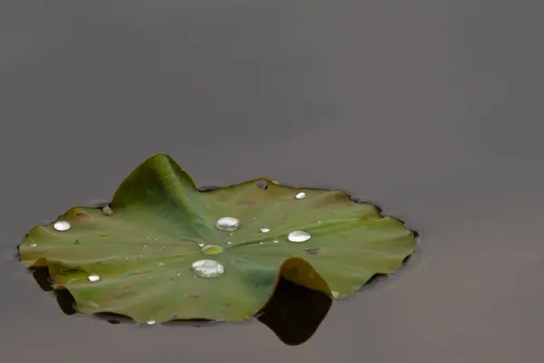 Bu güzel yeşil nilüfer yaprağı fotoğraf çekildiğinde gölette oturuyordu. Su çok sakin ve yansıtıcı, neredeyse bir ayna gibi. Tesisin üzerinde boncuklar vardı..  