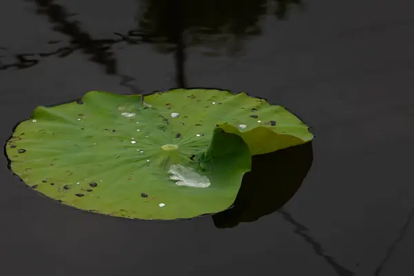 Bu güzel yeşil nilüfer yaprağı fotoğraf çekildiğinde gölette oturuyordu. Su çok sakin ve yansıtıcı, neredeyse bir ayna gibi. Tesisin üzerinde boncuklar vardı..  