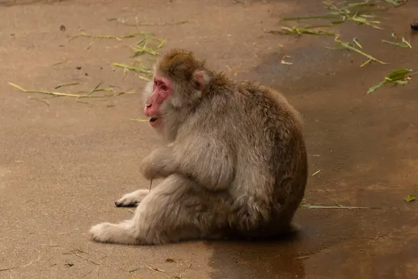 Bu küçük sevimli Japon Macaque küçük bir çocuk gibi oturuyor. Onun yüzü neredeyse bir gülümsemesi var gibi görünüyor. Kahverengi tüylü vücut uyum sağlamasına yardımcı oluyor. Yüzü tipik bir primat gibi çıplak..