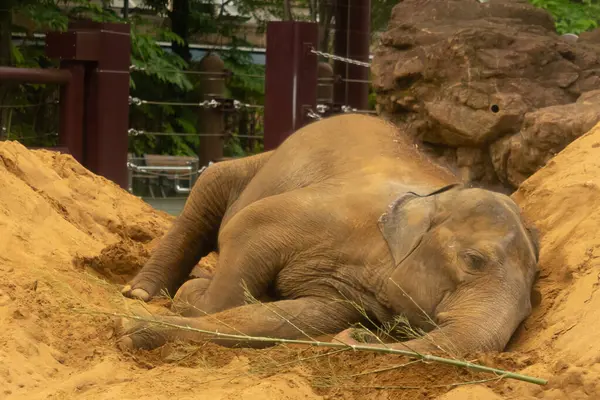Bu fotoğrafı çektiğimde bir fil yerde yatıyordu. Onu serin tutmak için iri gövdesini toprak tümseğe yasladı. Kahverengi vücut kumla kaplı görünüyor. Bu dolgun derili uyuyor gibi..