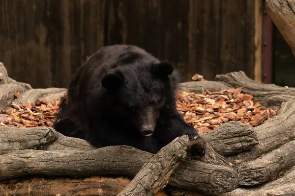 Bu büyük siyah ayı fotoğraf çekildiğinde burada yatıyor. Hayvan gün boyunca yorgundu ve dinleniyordu. Bir ağacın dalları onun etrafında görülebilir..
