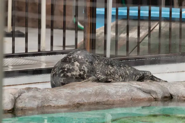 Mühür suda yatıyor.