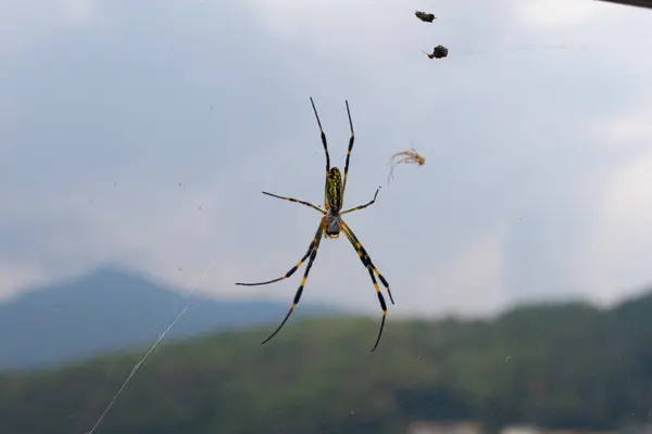 Bu güzel örümceğe Joro örümceği denir. Sarı ve siyah örümcek burada ağında oturuyor. Bu bir küre ören örümcek ve Japonya 'da bulunur. Uzun çizgili bacaklar uzanıyor..
