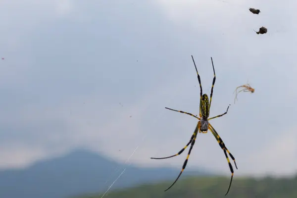 Bu güzel örümceğe Joro örümceği denir. Sarı ve siyah örümcek burada ağında oturuyor. Bu bir küre ören örümcek ve Japonya 'da bulunur. Uzun çizgili bacaklar uzanıyor..