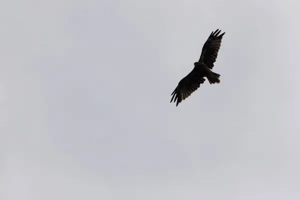 Japonya 'da yaşayan en yaygın yırtıcı kuş. Bu yırtıcı şahin siyah uçurtma olarak bilinir ve her yerde görülebilir. Bu görüntü kuşun gökyüzünde süzüldüğünü ve kanatlarının açıldığını gösteriyor..