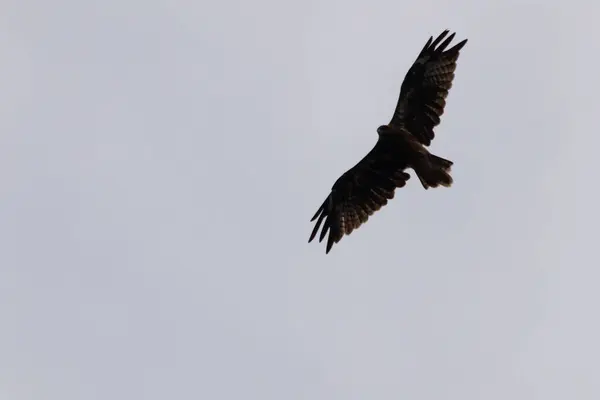 Japonya 'da yaşayan en yaygın yırtıcı kuş. Bu yırtıcı şahin siyah uçurtma olarak bilinir ve her yerde görülebilir. Bu görüntü kuşun gökyüzünde süzüldüğünü ve kanatlarının açıldığını gösteriyor..