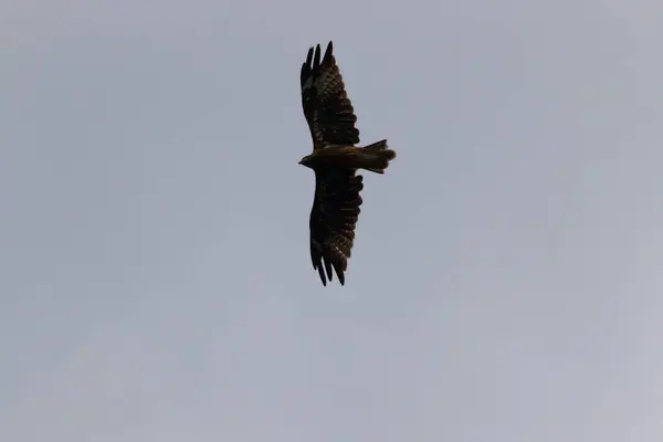 Japonya 'da yaşayan en yaygın yırtıcı kuş. Bu yırtıcı şahin siyah uçurtma olarak bilinir ve her yerde görülebilir. Bu görüntü kuşun gökyüzünde süzüldüğünü ve kanatlarının açıldığını gösteriyor..