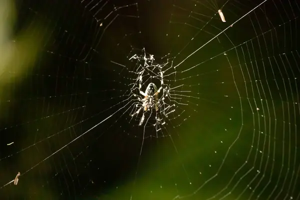 Bu güzel benekli küre dokumacı fotoğraf çekildiğinde ağın ortasında oturuyordu. Bu örümceğin siyah ve sarı renkleri ışıldayan çizgilerden sarkan.
