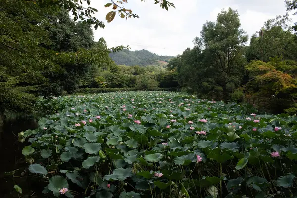 Bu, göl boyunca uzanan Hint Lotus bitkilerinin güzel bir görüntüsü. Bu güzel pembe çiçekler, vatka gibi görünen yeşil yapraklarla her yerde görülür..