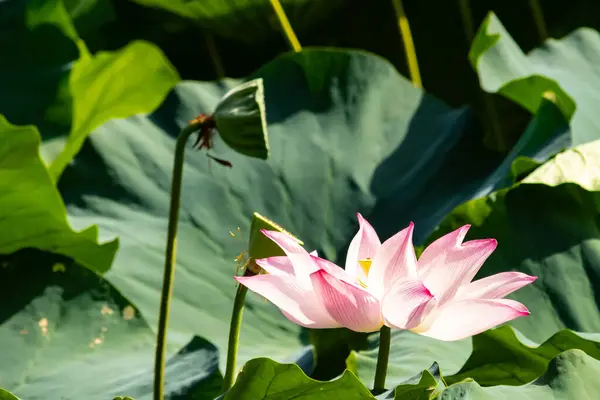 Hint Lotusu 'nun güzel bir görüntüsü. Çiçeğin pembe yaprakları güneşe doğru uzanıyor. Koyu kenarlar açık renge karşı duruyor. Geniş yeşil yapraklar pedler gibi her yerde..