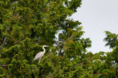 Büyük mavi balıkçıl bu ağacın dallarından dışarı bakıyor. Bu yırtıcının etrafında yeşil yapraklar var ve balıklara dikkat ediyor. Uzun gagası kepçelemek için yapılmış. Ayaklıklar suyun içinde durmak için..