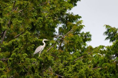 Büyük mavi balıkçıl bu ağacın dallarından dışarı bakıyor. Bu yırtıcının etrafında yeşil yapraklar var ve balıklara dikkat ediyor. Uzun gagası kepçelemek için yapılmış. Ayaklıklar suyun içinde durmak için..