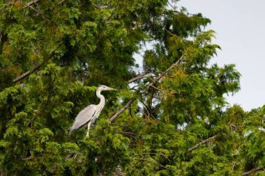 Büyük mavi balıkçıl bu ağacın dallarından dışarı bakıyor. Bu yırtıcının etrafında yeşil yapraklar var ve balıklara dikkat ediyor. Uzun gagası kepçelemek için yapılmış. Ayaklıklar suyun içinde durmak için..