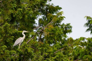 Büyük mavi balıkçıl bu ağacın dallarından dışarı bakıyor. Bu yırtıcının etrafında yeşil yapraklar var ve balıklara dikkat ediyor. Uzun gagası kepçelemek için yapılmış. Ayaklıklar suyun içinde durmak için..