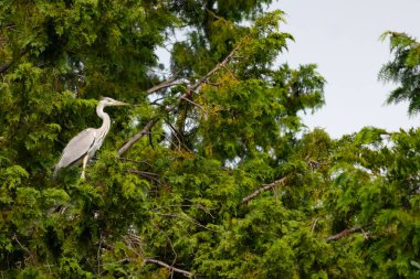 Büyük mavi balıkçıl bu ağacın dallarından dışarı bakıyor. Bu yırtıcının etrafında yeşil yapraklar var ve balıklara dikkat ediyor. Uzun gagası kepçelemek için yapılmış. Ayaklıklar suyun içinde durmak için..