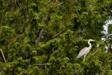 Büyük mavi balıkçıl bu ağacın dallarından dışarı bakıyor. Bu yırtıcının etrafında yeşil yapraklar var ve balıklara dikkat ediyor. Uzun gagası kepçelemek için yapılmış. Ayaklıklar suyun içinde durmak için..