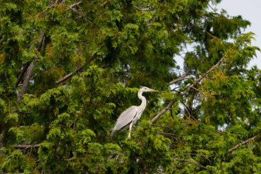 Büyük mavi balıkçıl bu ağacın dallarından dışarı bakıyor. Bu yırtıcının etrafında yeşil yapraklar var ve balıklara dikkat ediyor. Uzun gagası kepçelemek için yapılmış. Ayaklıklar suyun içinde durmak için..