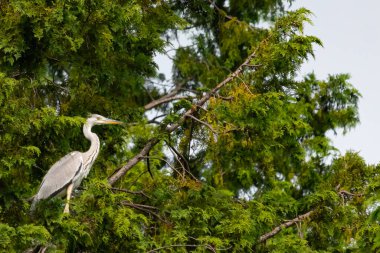 Büyük mavi balıkçıl bu ağacın dallarından dışarı bakıyor. Bu yırtıcının etrafında yeşil yapraklar var ve balıklara dikkat ediyor. Uzun gagası kepçelemek için yapılmış. Ayaklıklar suyun içinde durmak için..