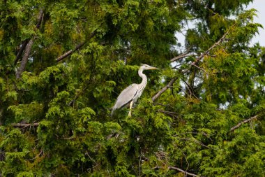 Büyük mavi balıkçıl bu ağacın dallarından dışarı bakıyor. Bu yırtıcının etrafında yeşil yapraklar var ve balıklara dikkat ediyor. Uzun gagası kepçelemek için yapılmış. Ayaklıklar suyun içinde durmak için..