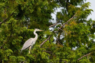 Büyük mavi balıkçıl bu ağacın dallarından dışarı bakıyor. Bu yırtıcının etrafında yeşil yapraklar var ve balıklara dikkat ediyor. Uzun gagası kepçelemek için yapılmış. Ayaklıklar suyun içinde durmak için..