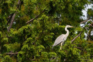 Büyük mavi balıkçıl bu ağacın dallarından dışarı bakıyor. Bu yırtıcının etrafında yeşil yapraklar var ve balıklara dikkat ediyor. Uzun gagası kepçelemek için yapılmış. Ayaklıklar suyun içinde durmak için..