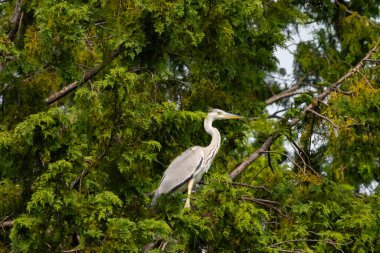 Büyük mavi balıkçıl bu ağacın dallarından dışarı bakıyor. Bu yırtıcının etrafında yeşil yapraklar var ve balıklara dikkat ediyor. Uzun gagası kepçelemek için yapılmış. Ayaklıklar suyun içinde durmak için..