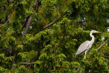Büyük mavi balıkçıl bu ağacın dallarından dışarı bakıyor. Bu yırtıcının etrafında yeşil yapraklar var ve balıklara dikkat ediyor. Uzun gagası kepçelemek için yapılmış. Ayaklıklar suyun içinde durmak için..