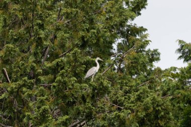 Büyük mavi balıkçıl bu ağacın dallarından dışarı bakıyor. Bu yırtıcının etrafında yeşil yapraklar var ve balıklara dikkat ediyor. Uzun gagası kepçelemek için yapılmış. Ayaklıklar suyun içinde durmak için..