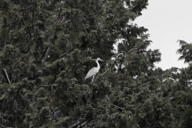 Büyük mavi balıkçıl bu ağacın dallarından dışarı bakıyor. Bu yırtıcının etrafında yeşil yapraklar var ve balıklara dikkat ediyor. Uzun gagası kepçelemek için yapılmış. Ayaklıklar suyun içinde durmak için..