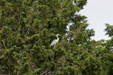 Büyük mavi balıkçıl bu ağacın dallarından dışarı bakıyor. Bu yırtıcının etrafında yeşil yapraklar var ve balıklara dikkat ediyor. Uzun gagası kepçelemek için yapılmış. Ayaklıklar suyun içinde durmak için..
