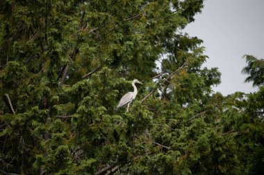 Büyük mavi balıkçıl bu ağacın dallarından dışarı bakıyor. Bu yırtıcının etrafında yeşil yapraklar var ve balıklara dikkat ediyor. Uzun gagası kepçelemek için yapılmış. Ayaklıklar suyun içinde durmak için..