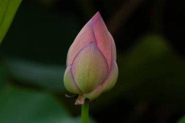 Bu güzel nilüfer çiçeği tomurcuğu gerçekten büyüktür. Yapraklar kapandı ve tüm güzelliğini göstermek için açılmaya hazırlar. Kenarları koyu pembe, içi açık..