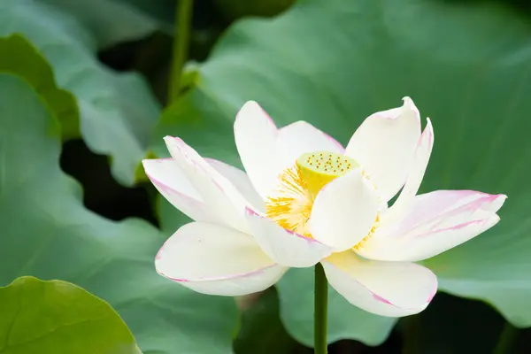 Bu, Hint Lotus bitkisinin güzel çiçeği. Güneşi yakalamak için uzanan güzel beyaz yapraklar. Parlak sarı merkez bir bardak gibi dışarı sarkıyor..