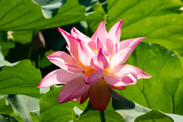 Hint Lotusu 'nun güzel bir görüntüsü. Çiçeğin pembe yaprakları güneşe doğru uzanıyor. Koyu kenarlar açık renge karşı duruyor. Geniş yeşil yapraklar pedler gibi her yerde..